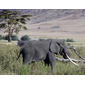 081104_elephant56