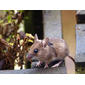 Skovmus (Apodemus sylvaticus), februar 2009