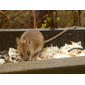 Skovmus (Apodemus sylvaticus), februar 2009