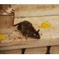 Ratty Rat, Karni Mata Temple