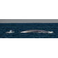 Shown here is a Blue Whale (Balaenoptera musculus)