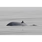 Blue Whale (Balaenoptera musculus) max. 85' in length (est. 70') Feeding on Krill off Morro Bay, CA 12 July 2010