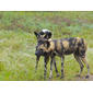African Wild Dogs (Lycaon pictus) under the rain