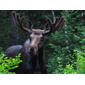MOOSE