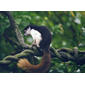 Callosciurus prevostii, the Tricolor Squirrel.