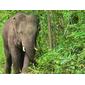 Asian Elephant (Elephas maximus)