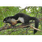 File:Callosciurus prevosti.jpg