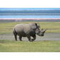 File:White Rhino in Lake Nakuru 3.jpg