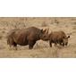 File:Black Rhinos Kenya.jpg