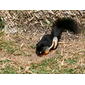 File:Callosciurus prevostii -Temaiken Zoo-8a.jpg