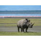 File:White Rhino in Lake Nakuru 2.jpg