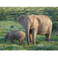 File:African Bush Elephants.jpg