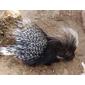 File:African crested Porcupine -Hystrix cristata-.jpg