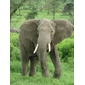 File:Elephant near ndutu.jpg