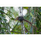 File:Nicobar Treeshrew (Tupaia nicobarica nicobarica).jpg