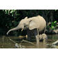 File:Loxodontacyclotis.jpg