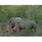File:N2 rhinoceros.jpg