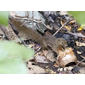 Plantain Squirrel (Callosciurus notatus)
