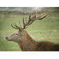 Red Deer